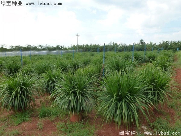 龍血樹(shù)<a href='http://www.wuzhouwash.com/' target='_blank'>種子</a>