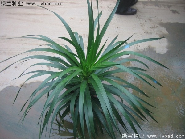 龍血樹(shù)種子