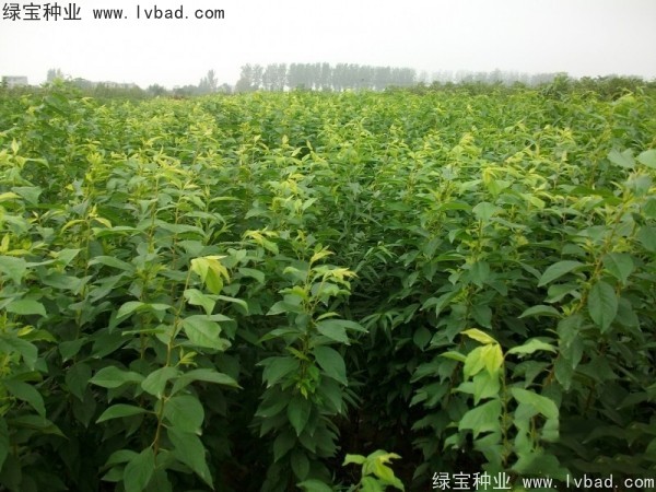 <a href='http://www.wuzhouwash.com/linmuzhongzi/2231.html' target='_blank'>李子種子</a>