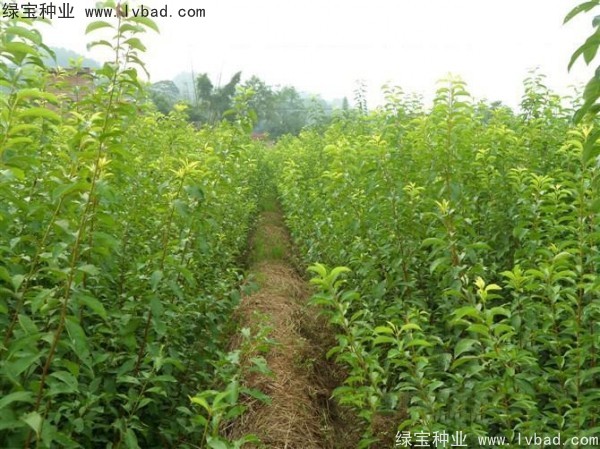 李子<a href='http://www.wuzhouwash.com/' target='_blank'>種子</a>