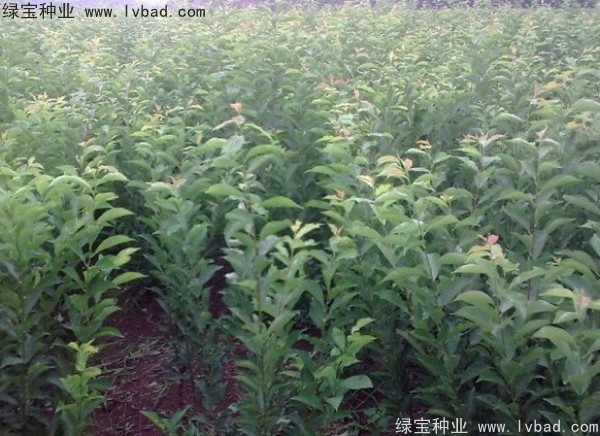 李子<a href='http://www.wuzhouwash.com/' target='_blank'>種子</a>