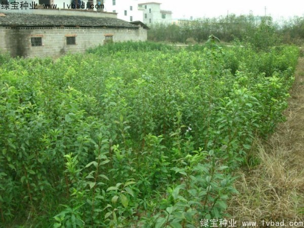 李子<a href='http://www.wuzhouwash.com/' target='_blank'>種子</a>