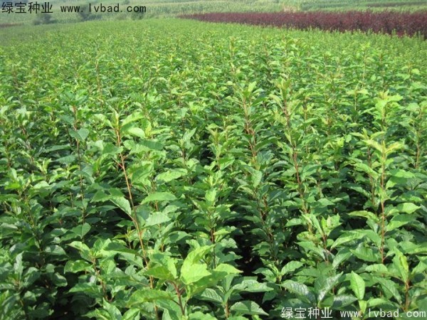 <a href='http://www.wuzhouwash.com/linmuzhongzi/2231.html' target='_blank'>李子種子</a>