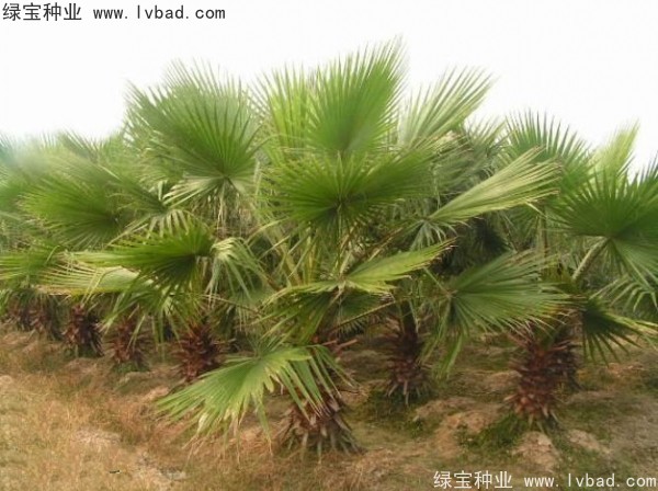<a href='http://www.wuzhouwash.com/linmuzhongzi/2232.html' target='_blank'>老人葵</a><a href='http://www.wuzhouwash.com/' target='_blank'>種子</a>