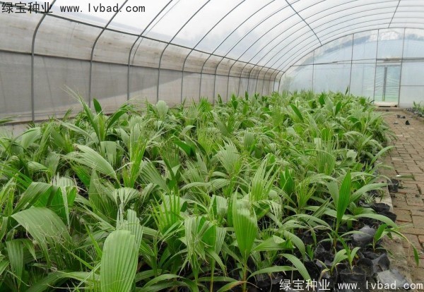 <a href='http://www.wuzhouwash.com/linmuzhongzi/2232.html' target='_blank'>老人葵種子</a>
