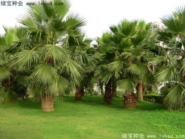 <a href='http://www.wuzhouwash.com/linmuzhongzi/2232.html' target='_blank'>老人葵種子</a>