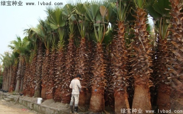 <a href='http://www.wuzhouwash.com/linmuzhongzi/2232.html' target='_blank'>老人葵</a><a href='http://www.wuzhouwash.com/' target='_blank'>種子</a>