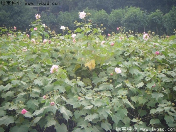 木芙蓉<a href='http://www.wuzhouwash.com/' target='_blank'>種子</a>