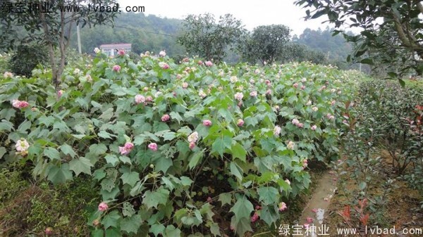 <a href='http://www.wuzhouwash.com/linmuzhongzi/2233.html' target='_blank'>木芙蓉</a><a href='http://www.wuzhouwash.com/' target='_blank'>種子</a>