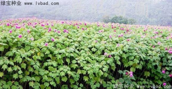 <a href='http://www.wuzhouwash.com/linmuzhongzi/2233.html' target='_blank'>木芙蓉</a><a href='http://www.wuzhouwash.com/' target='_blank'>種子</a>