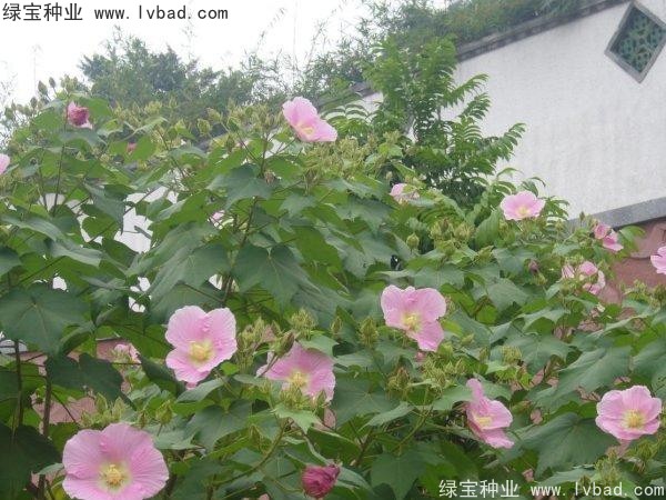 <a href='http://www.wuzhouwash.com/linmuzhongzi/2233.html' target='_blank'>木芙蓉種子</a>