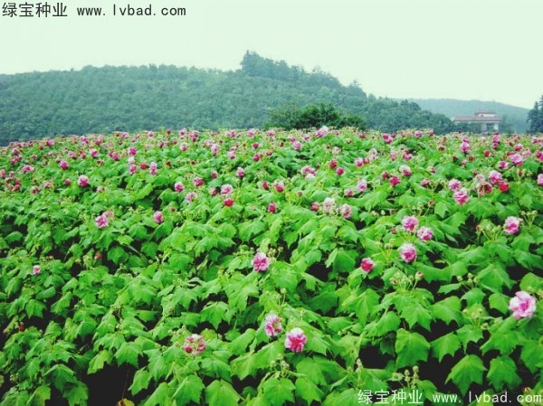 <a href='http://www.wuzhouwash.com/linmuzhongzi/2233.html' target='_blank'>木芙蓉種子</a>