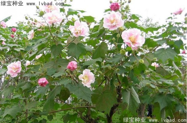 <a href='http://www.wuzhouwash.com/linmuzhongzi/2233.html' target='_blank'>木芙蓉種子</a>