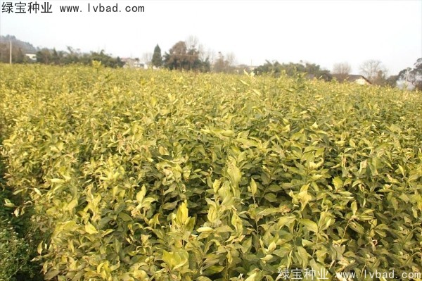 <a href='http://www.wuzhouwash.com/linmuzhongzi/2234.html' target='_blank'>檸檬種子</a>