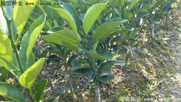 檸檬種子