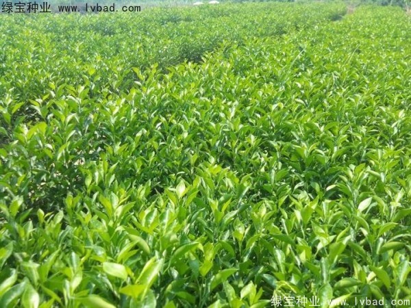<a href='http://www.wuzhouwash.com/linmuzhongzi/2234.html' target='_blank'>檸檬</a><a href='http://www.wuzhouwash.com/' target='_blank'>種子</a>