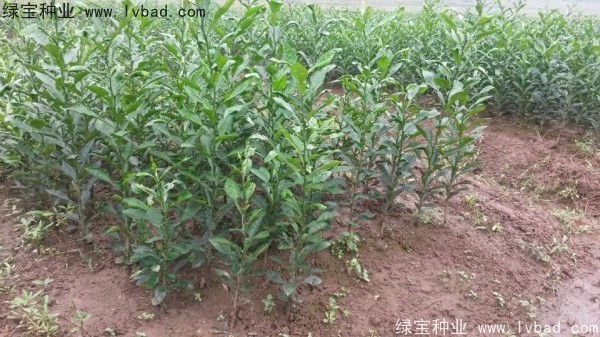 <a href='http://www.wuzhouwash.com/linmuzhongzi/2234.html' target='_blank'>檸檬</a><a href='http://www.wuzhouwash.com/' target='_blank'>種子</a>