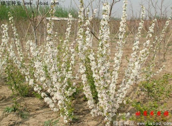 <a href='http://www.wuzhouwash.com/linmuzhongzi/2235.html' target='_blank'>歐李種子</a>