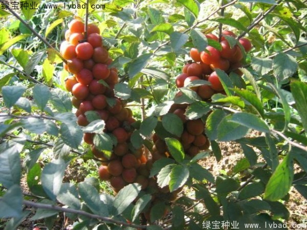 <a href='http://www.wuzhouwash.com/linmuzhongzi/2235.html' target='_blank'>歐李種子</a>