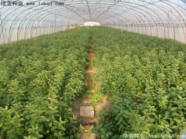 <a href='http://www.wuzhouwash.com/linmuzhongzi/2235.html' target='_blank'>歐李</a><a href='http://www.wuzhouwash.com/' target='_blank'>種子</a>