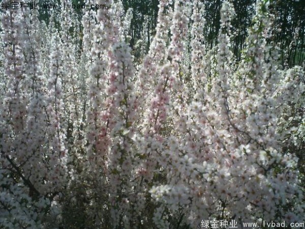 歐李<a href='http://www.wuzhouwash.com/' target='_blank'>種子</a>