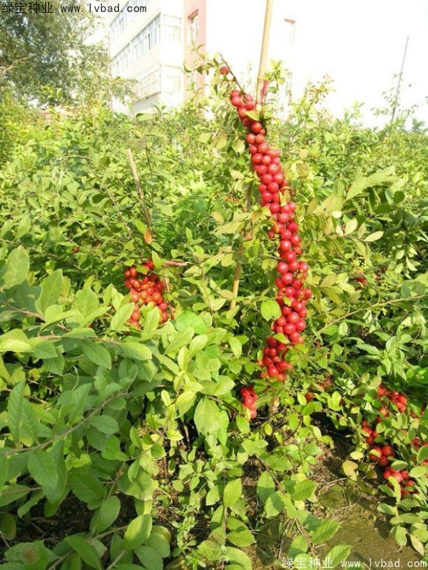 歐李<a href='http://www.wuzhouwash.com/' target='_blank'>種子</a>