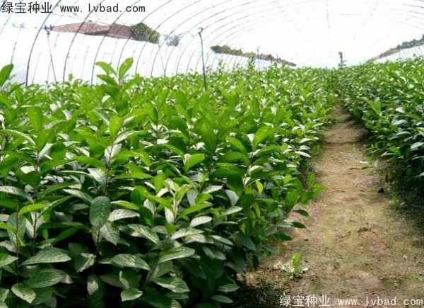 <a href='http://www.wuzhouwash.com/linmuzhongzi/2235.html' target='_blank'>歐李種子</a>