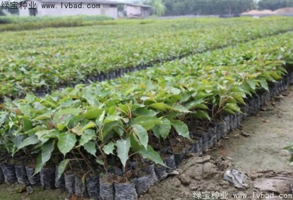 <a href='http://www.wuzhouwash.com/linmuzhongzi/2237.html' target='_blank'>菩提子種子</a>