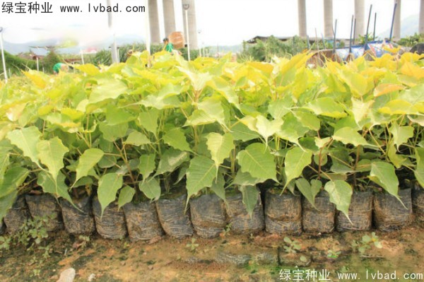 <a href='http://www.wuzhouwash.com/linmuzhongzi/2237.html' target='_blank'>菩提子</a>種子