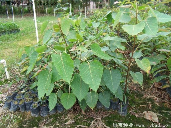 <a href='http://www.wuzhouwash.com/linmuzhongzi/2237.html' target='_blank'>菩提子</a><a href='http://www.wuzhouwash.com/' target='_blank'>種子</a>