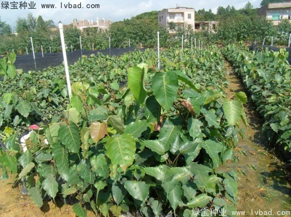 <a href='http://www.wuzhouwash.com/linmuzhongzi/2237.html' target='_blank'>菩提子種子</a>