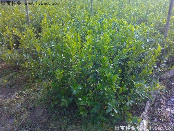 <a href='http://www.wuzhouwash.com/linmuzhongzi/2239.html' target='_blank'>榕樹種子</a>