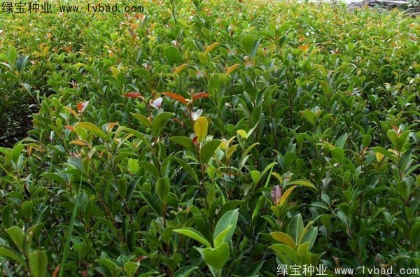 榕樹<a href='http://www.wuzhouwash.com/' target='_blank'>種子</a>