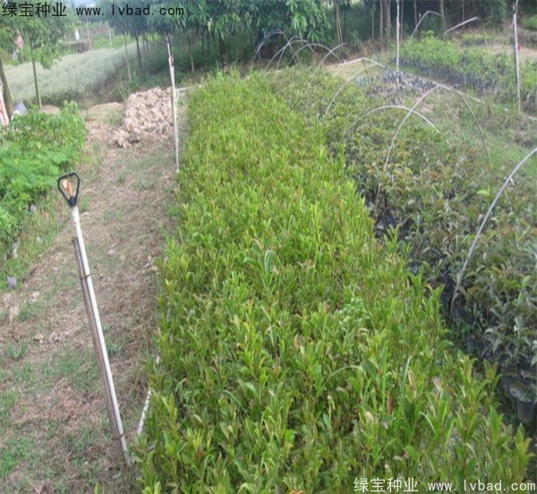 <a href='http://www.wuzhouwash.com/linmuzhongzi/2239.html' target='_blank'>榕樹種子</a>