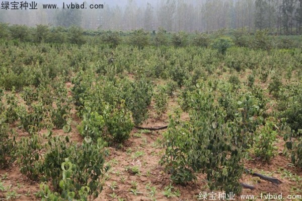 四照花<a href='http://www.wuzhouwash.com/' target='_blank'>種子</a>
