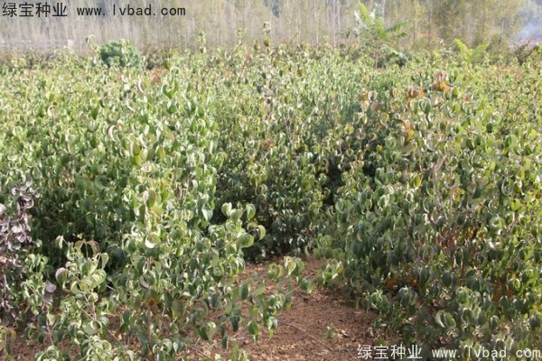 <a href='http://www.wuzhouwash.com/linmuzhongzi/2240.html' target='_blank'>四照花種子</a>