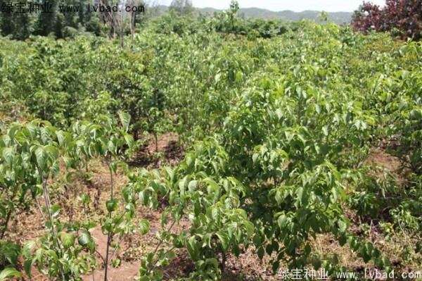 四照花<a href='http://www.wuzhouwash.com/' target='_blank'>種子</a>