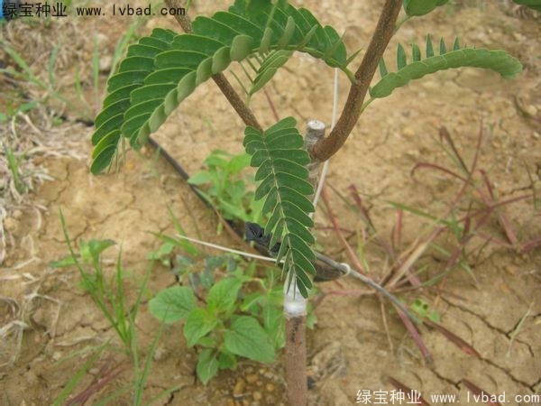 <a href='http://www.wuzhouwash.com/linmuzhongzi/2241.html' target='_blank'>酸角種子</a>