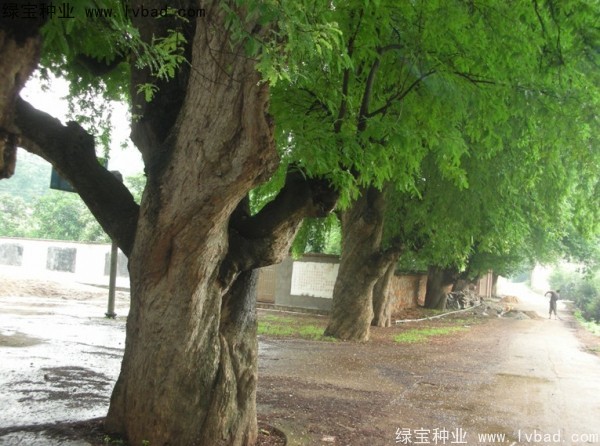 酸角<a href='http://www.wuzhouwash.com/' target='_blank'>種子</a>