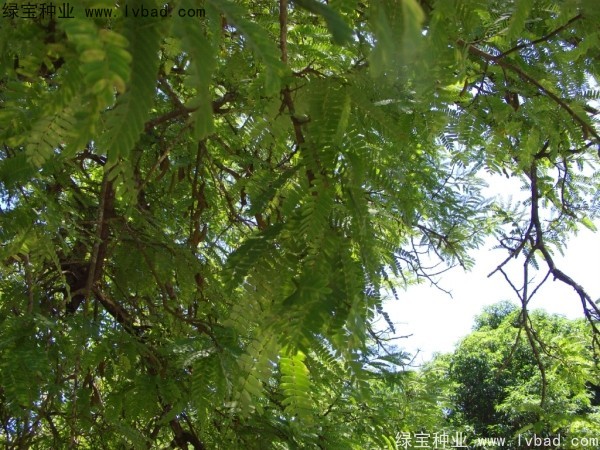 <a href='http://www.wuzhouwash.com/linmuzhongzi/2241.html' target='_blank'>酸角種子</a>