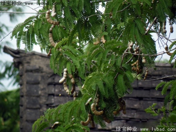 酸角<a href='http://www.wuzhouwash.com/' target='_blank'>種子</a>