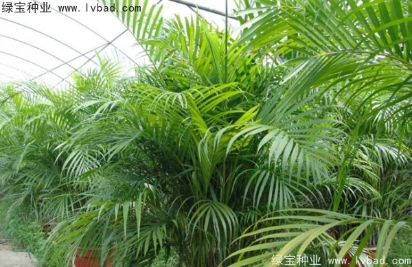<a href='http://www.wuzhouwash.com/linmuzhongzi/2242.html' target='_blank'>散尾葵種子</a>
