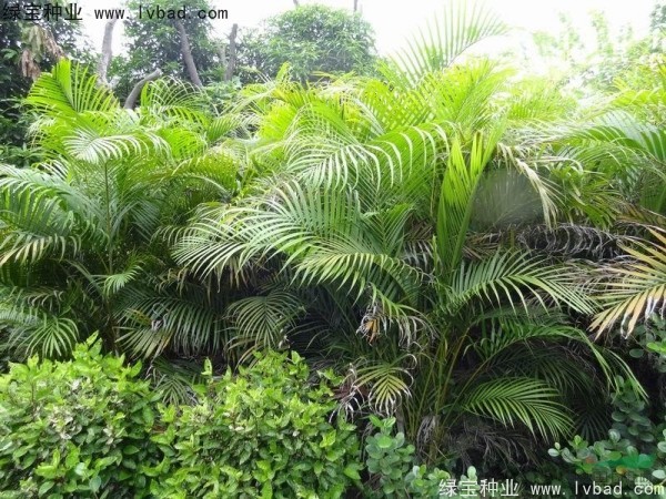 散尾葵<a href='http://www.wuzhouwash.com/' target='_blank'>種子</a>