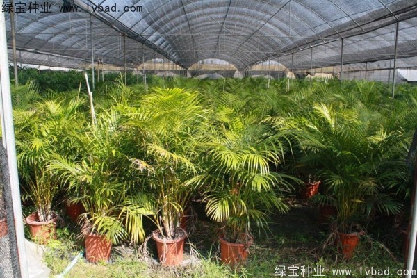 <a href='http://www.wuzhouwash.com/linmuzhongzi/2242.html' target='_blank'>散尾葵種子</a>