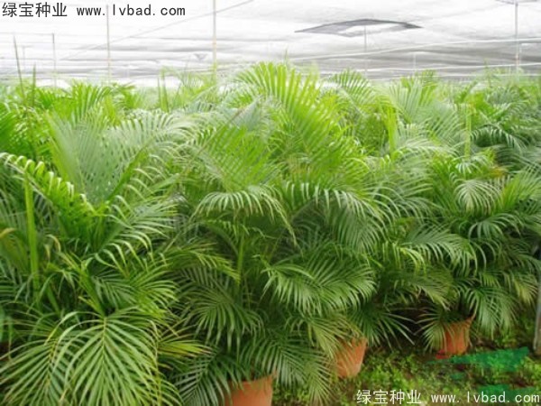 <a href='http://www.wuzhouwash.com/linmuzhongzi/2242.html' target='_blank'>散尾葵種子</a>