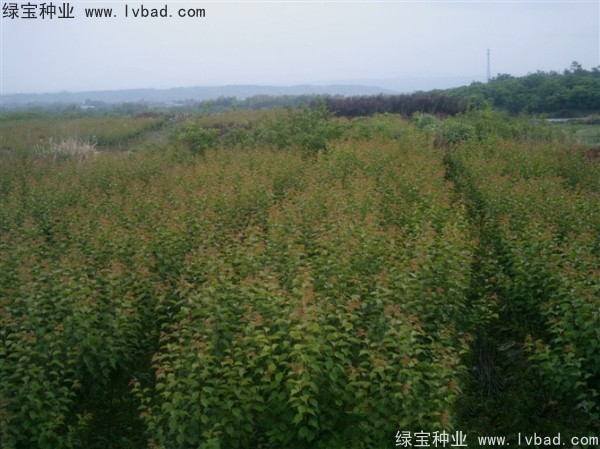 <a href='http://www.wuzhouwash.com/linmuzhongzi/2243.html' target='_blank'>山梅花種子</a>