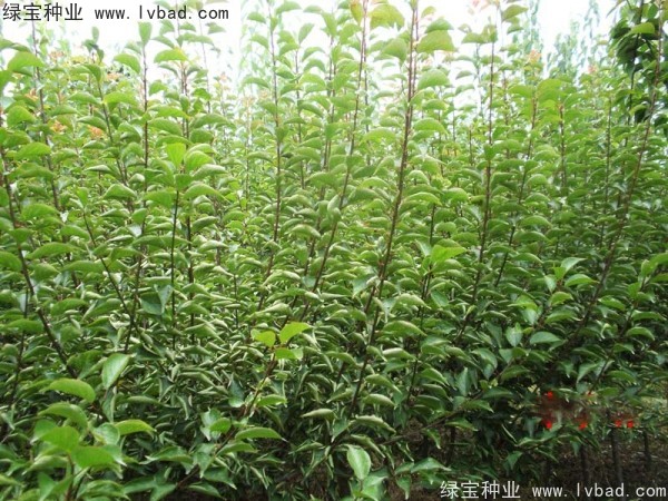 <a href='http://www.wuzhouwash.com/linmuzhongzi/2243.html' target='_blank'>山梅花種子</a>