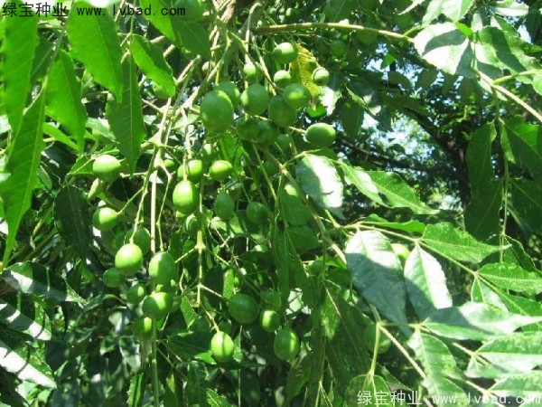 <a href='http://www.wuzhouwash.com/linmuzhongzi/2244.html' target='_blank'>五眼果種子</a>