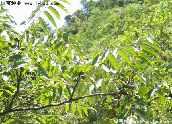 五眼果<a href='http://www.wuzhouwash.com/' target='_blank'>種子</a>