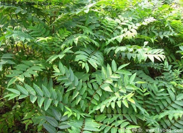 <a href='http://www.wuzhouwash.com/linmuzhongzi/2244.html' target='_blank'>五眼果種子</a>